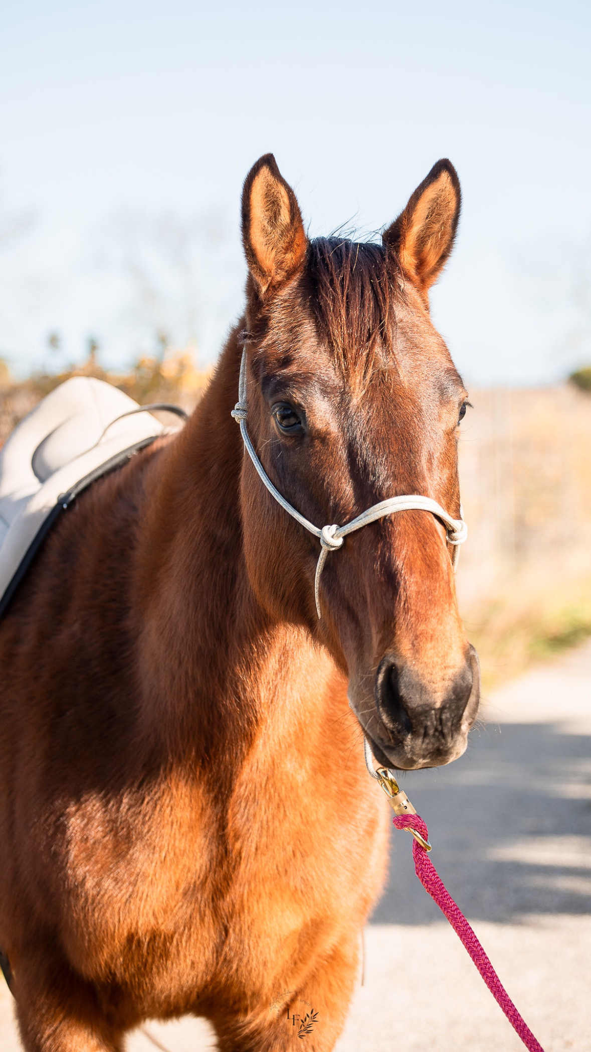 Pour ton cheval